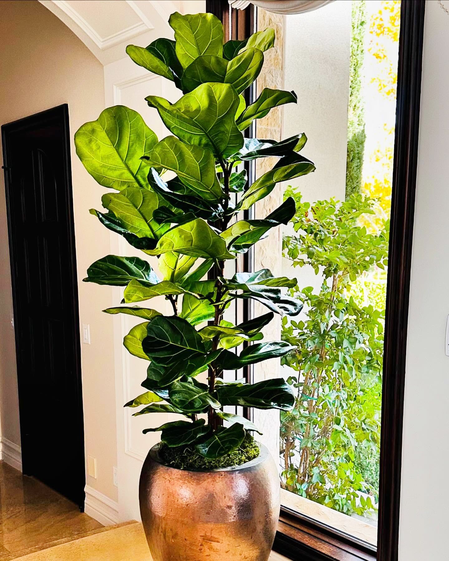 lyrata plant indoor Ficus Lyrata Column