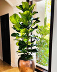 Ficus Lyrata Column