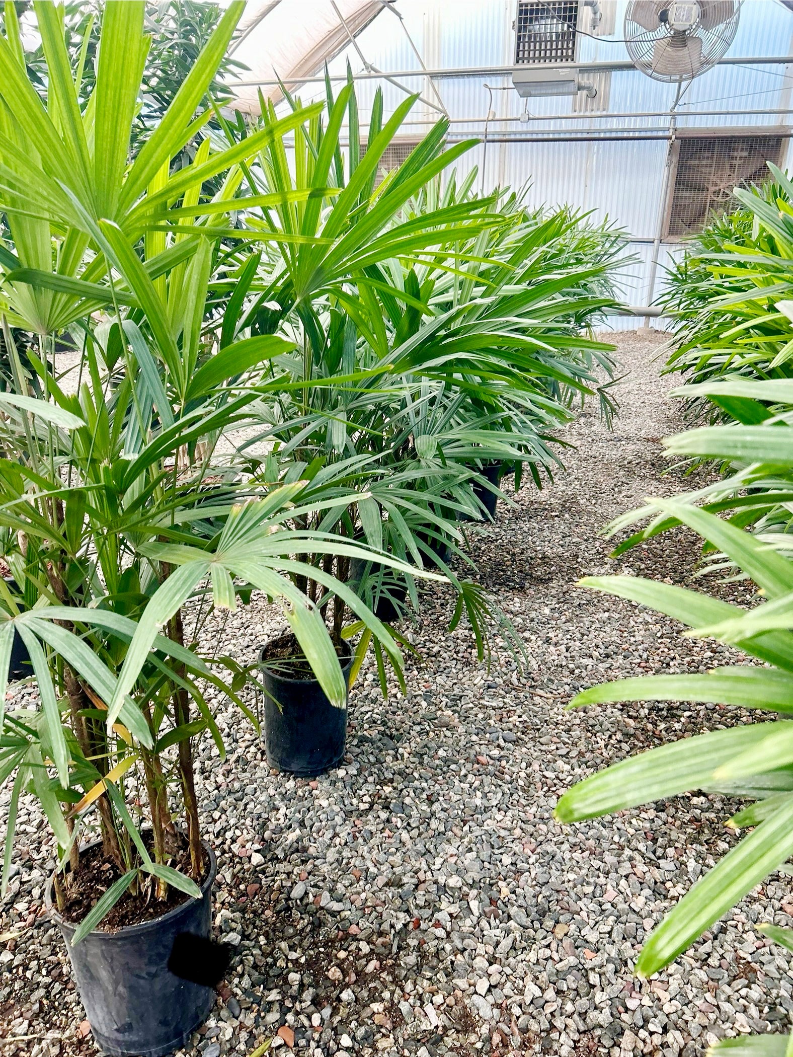 Rhapis Palm – Interior Gardens