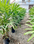 Rhapis Palm