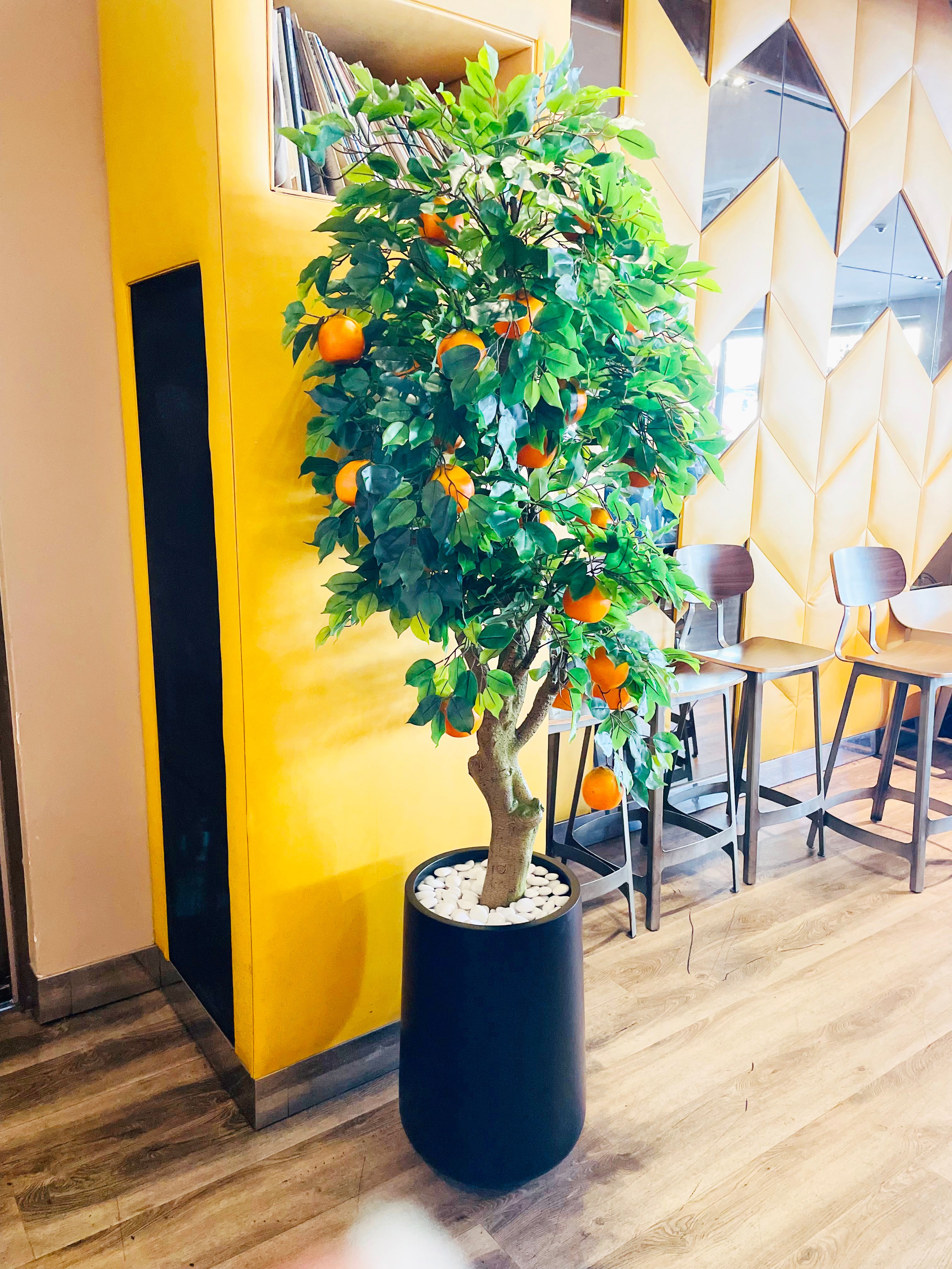 Citrus Trees – Interior Gardens