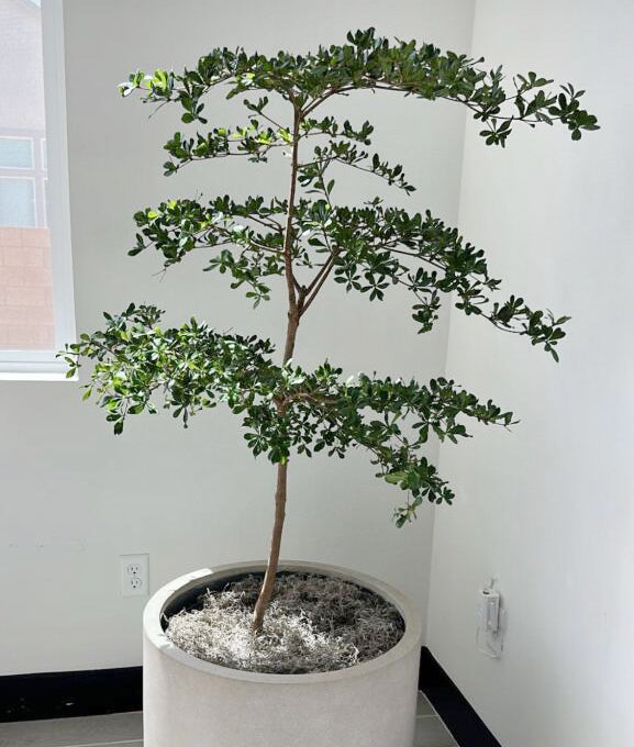 Black Olive Tree – Interior Gardens