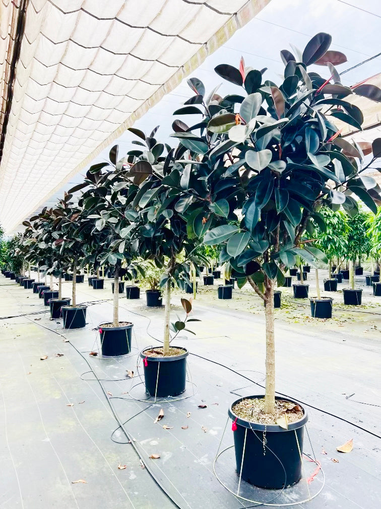 Ficus Decora Burgundy – Interior Gardens