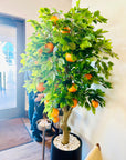 Citrus Trees