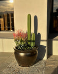 Succulent Container Gardens
