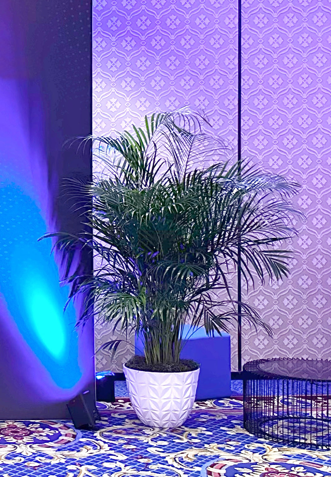 cat palm house plant Cat Palm – Interior Gardens