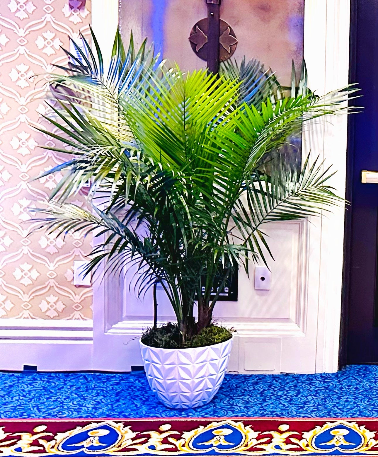 Cat Palm – Interior Gardens