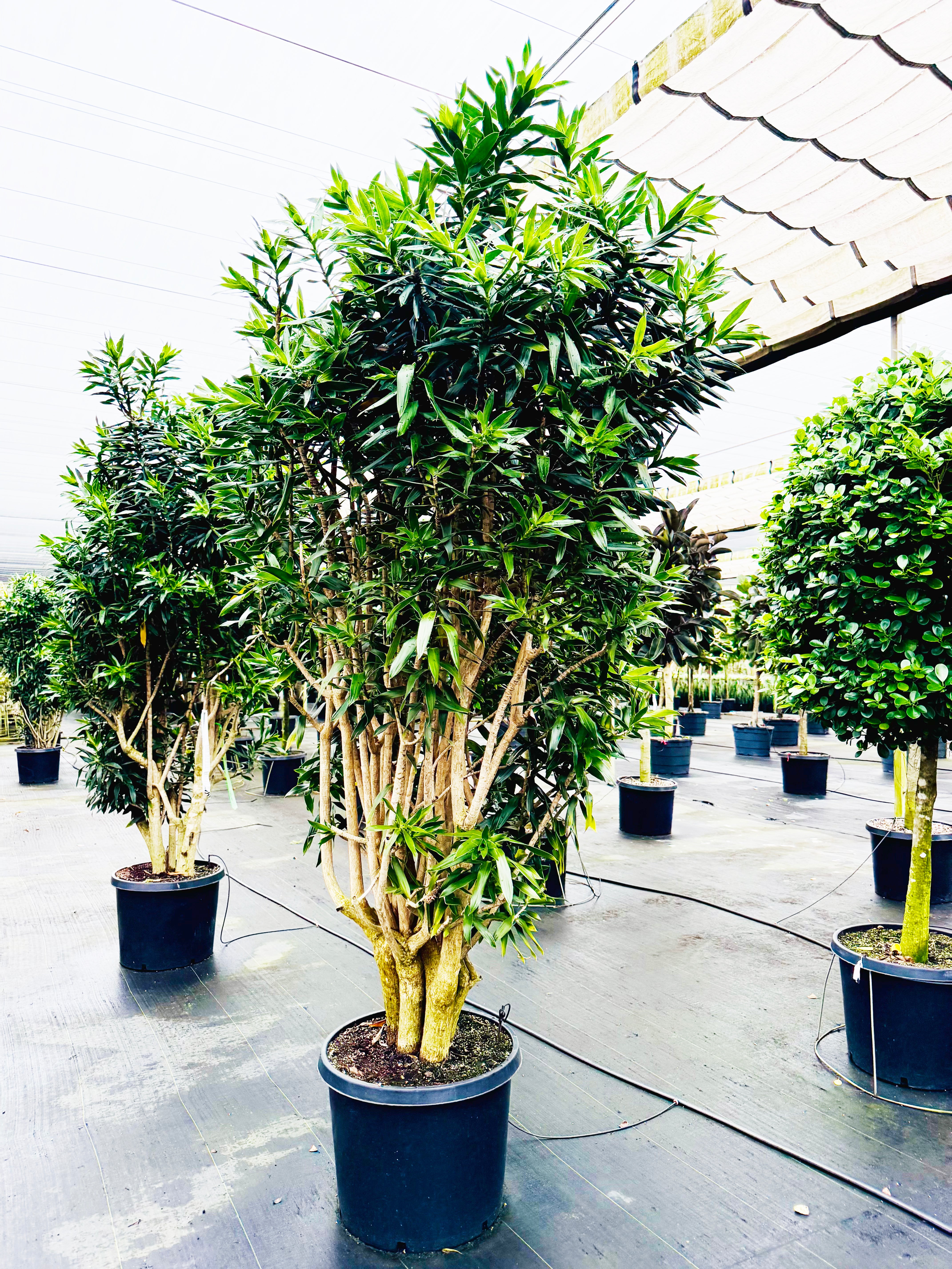 pleomele dracaena Pleomele