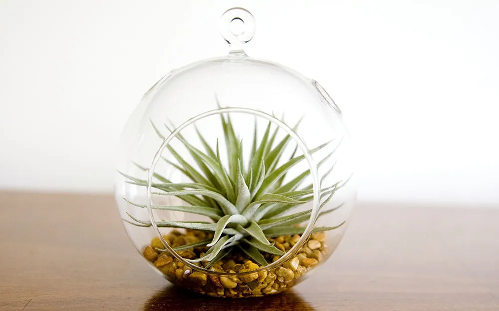 Air Plant Care Tips