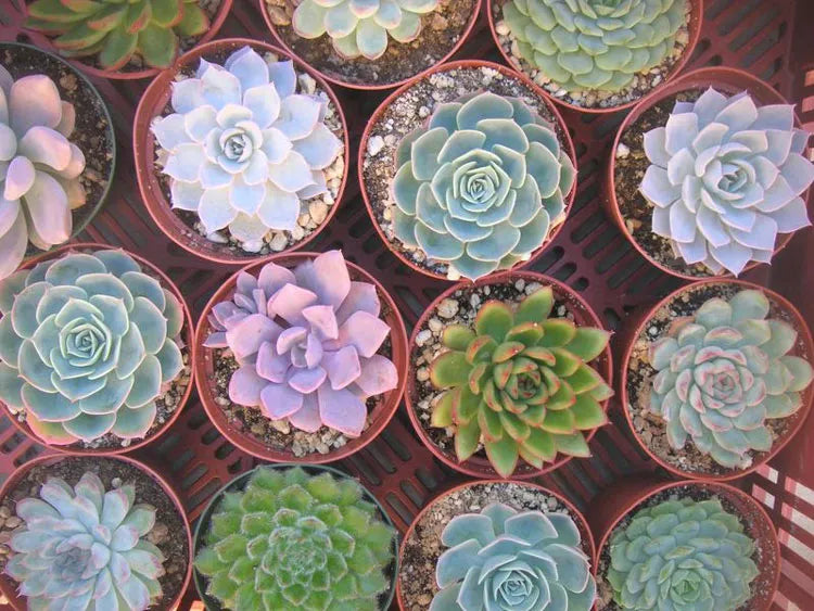 Top 5 Succulent Plants for Your Home or Office