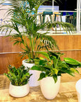 Plant Rentals