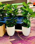 Plant Rentals