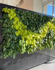 Living Walls