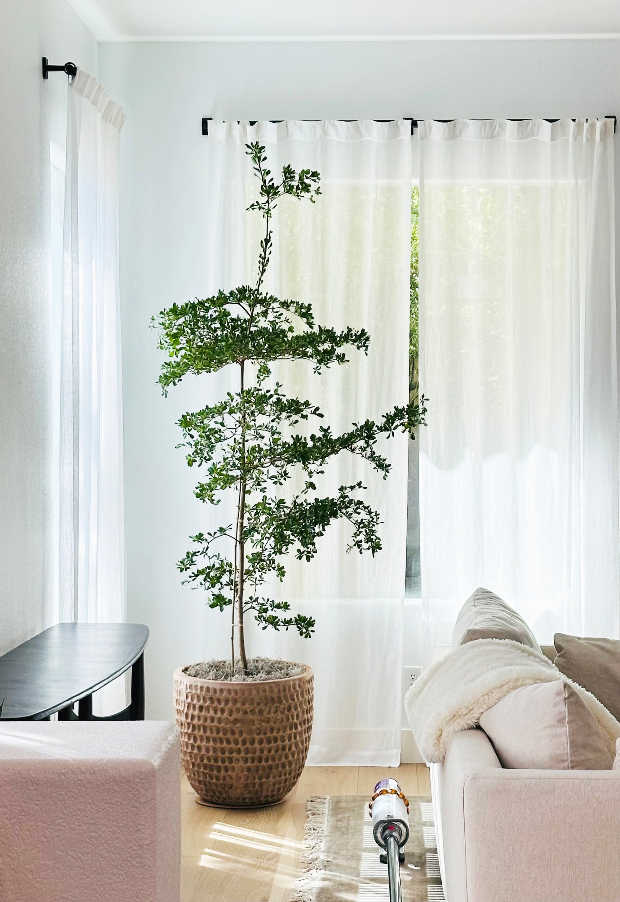 black olive plant indoor Black Olive Tree – Interior Gardens