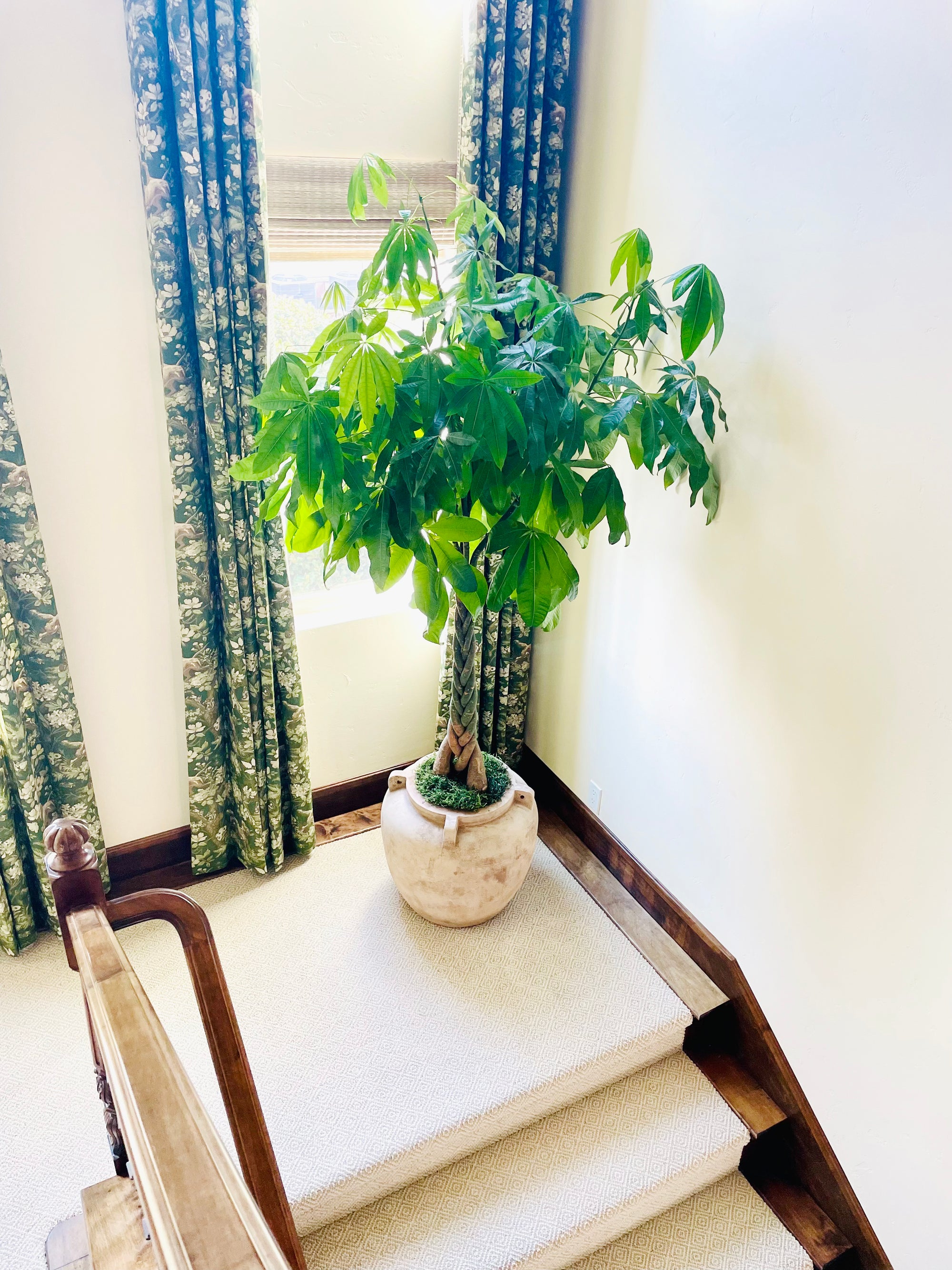 braided indoor plants Braided Pachira – Interior Gardens