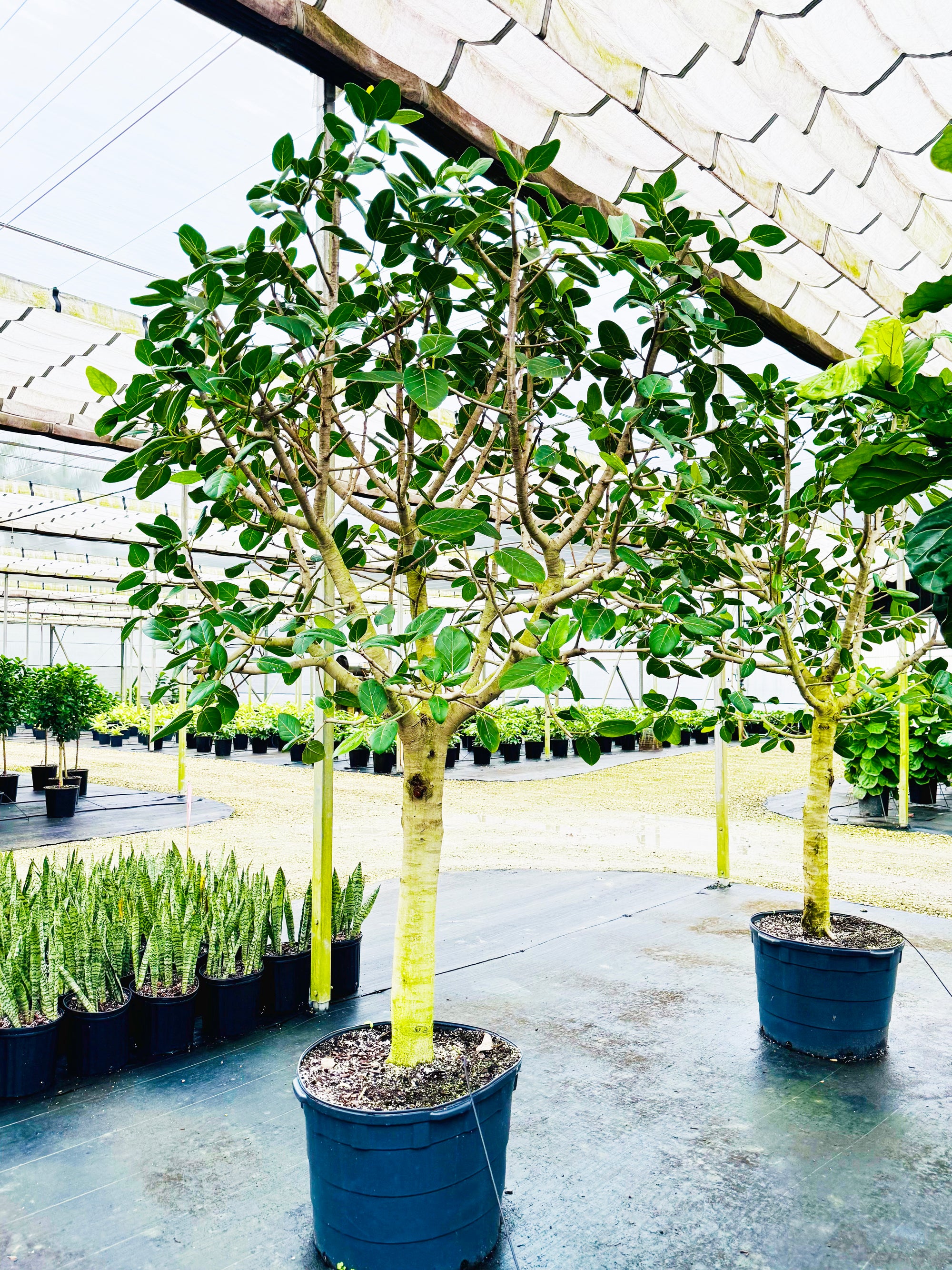 ficus audrey indoor plant Ficus Audrey Standard