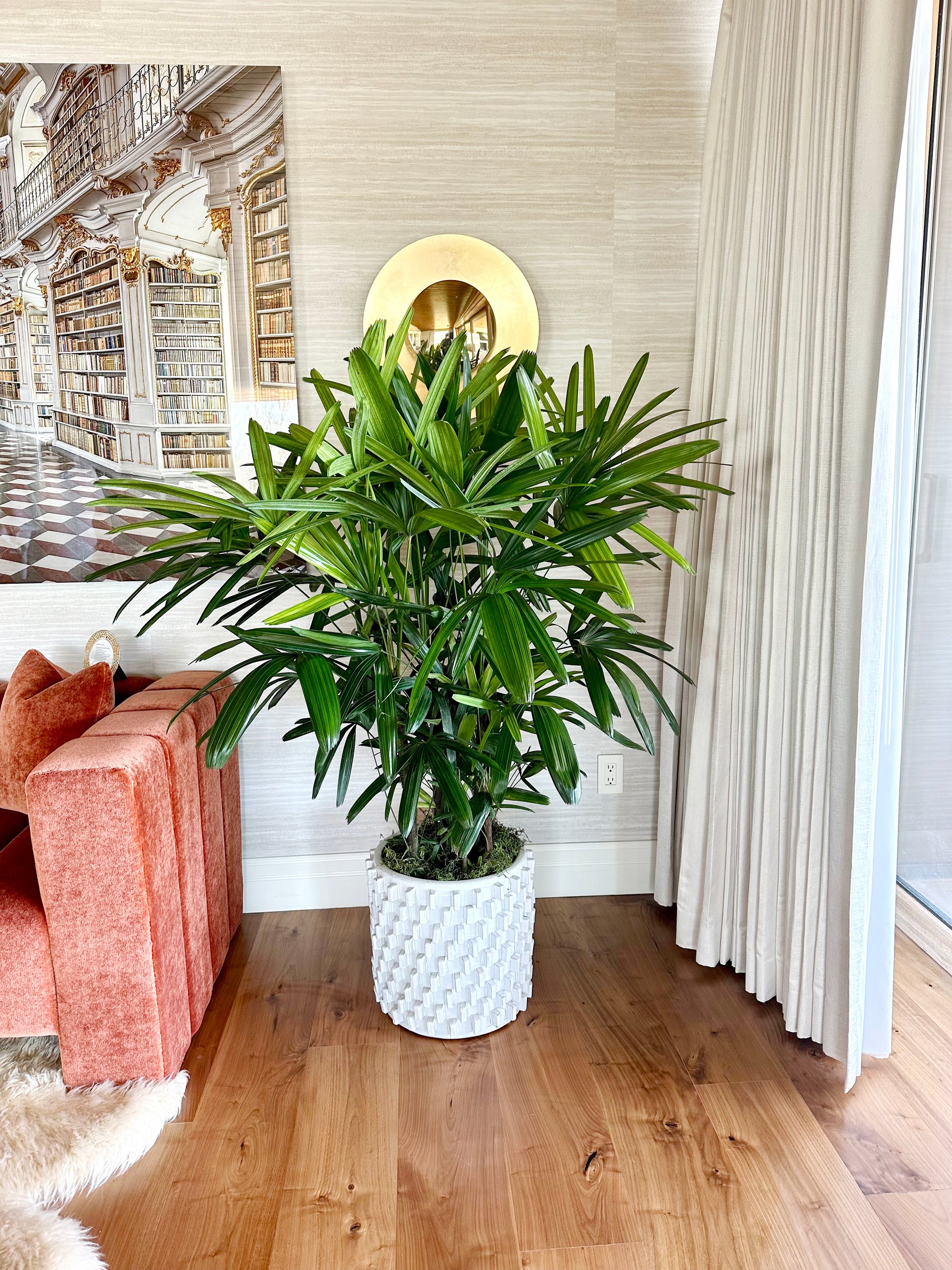 rhapis indoor plant Rhapis Palm – Interior Gardens