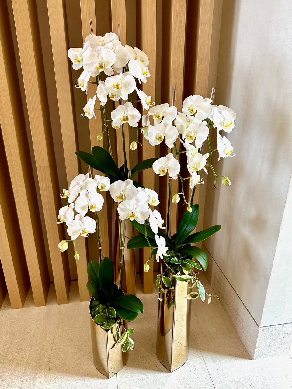 Live Orchids