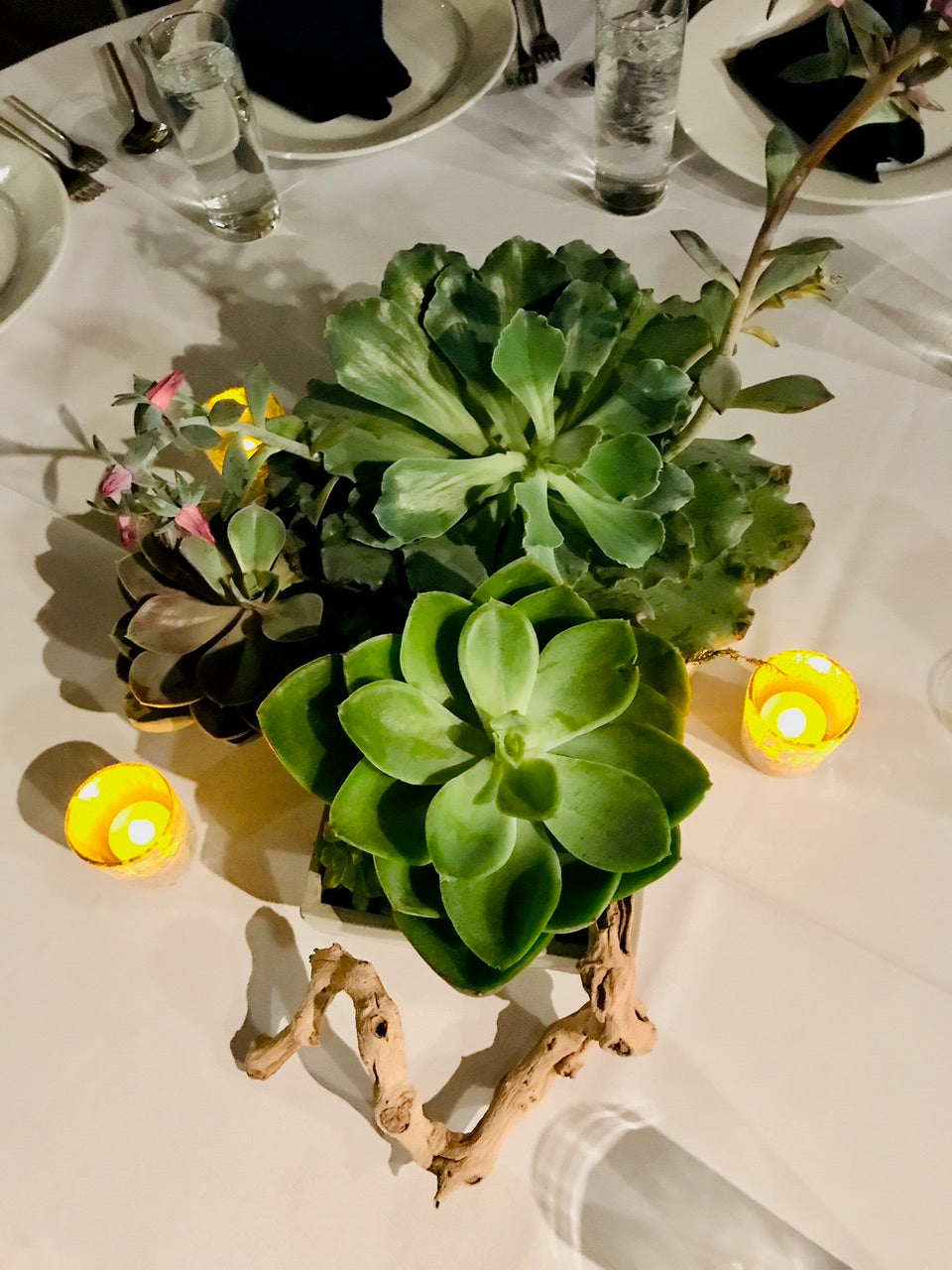 Succulent Arrangements