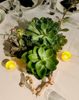 Succulent Arrangements