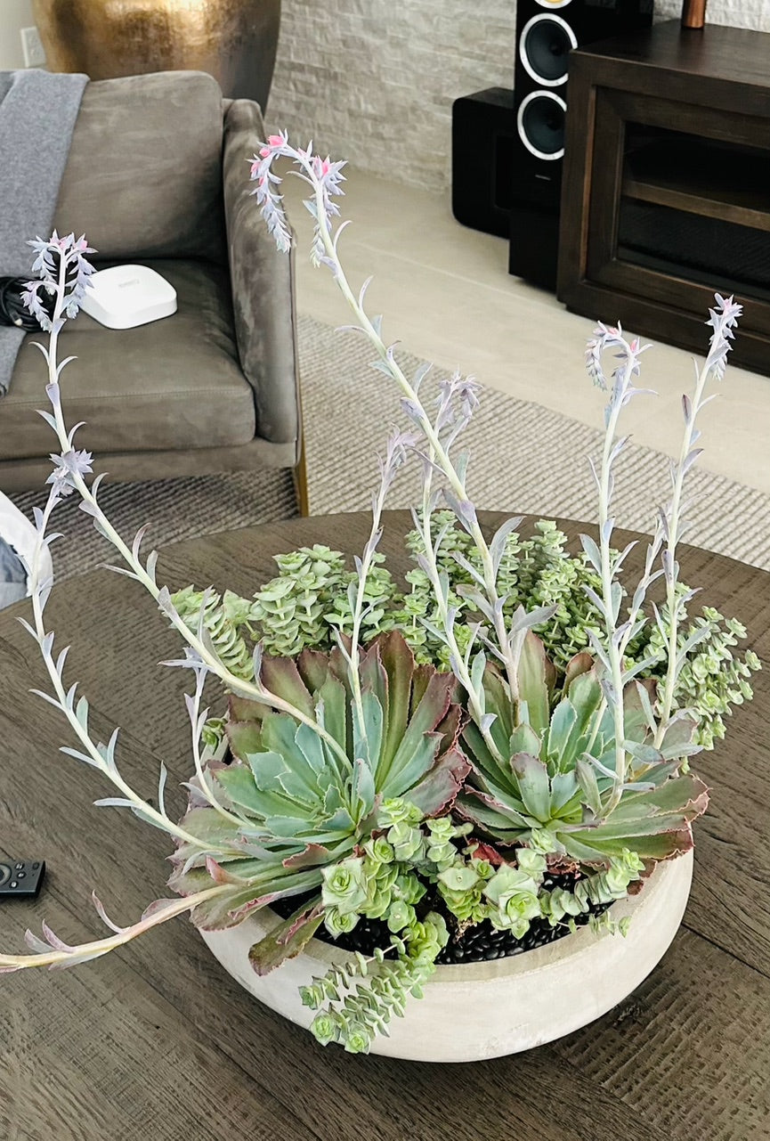 Succulent Arrangements