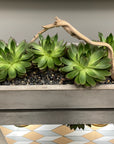 Succulent Arrangements