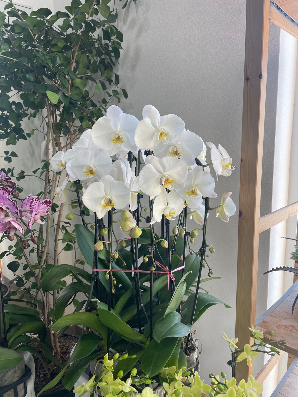 Live Orchids