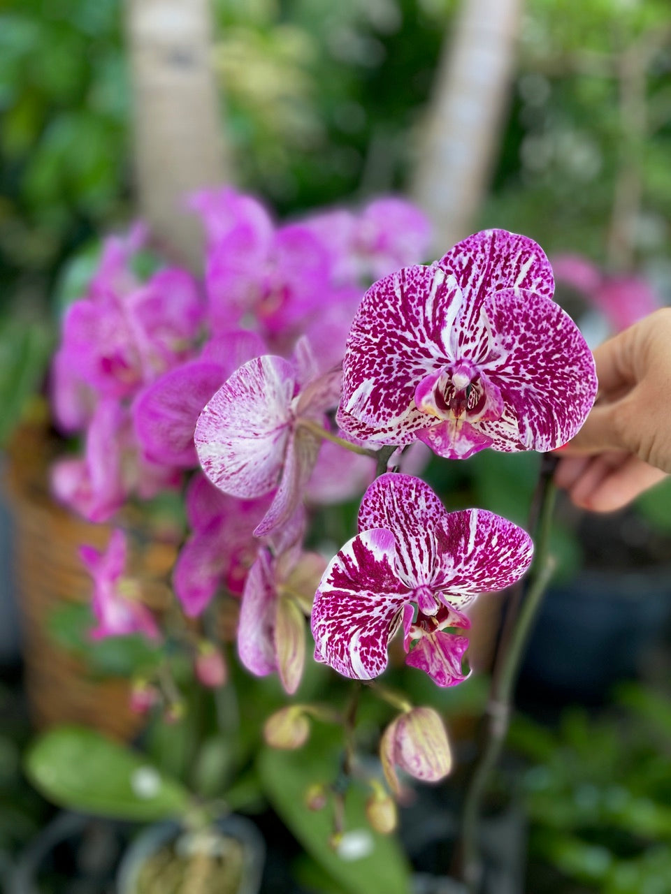 Live Orchids