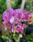 Live Orchids